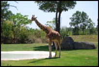 Giraffenverblijf