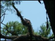 Corkscrew Swamp Sanctuary foto 9