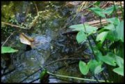 Corkscrew Swamp Sanctuary foto 7
